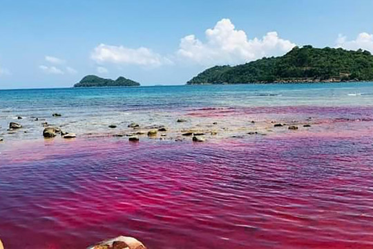 Thủy triều đỏ rực rỡ lần đầu xuất hiện tại đảo ở Phú Quốc