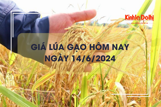 Giá lúa gạo hôm nay 14/6/2024: giá lúa neo cao