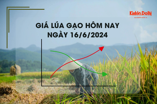 Giá lúa gạo hôm nay 16/6/2024: đồng loạt giảm nhẹ