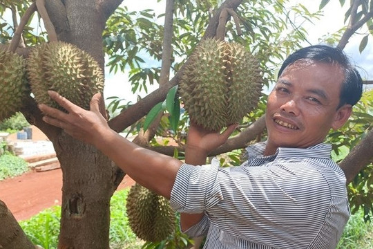 Người đàn ông trồng quả toàn gai trên khu đất cằn ở Gia Lai, thu 15 tỷ đồng/năm