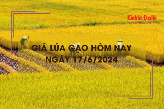 Giá lúa gạo hôm nay 17/6/2024: giá lúa quanh mốc 7.400 - 7.800 đồng/kg