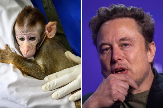 Công ty của Elon Musk bị kiện vì bắt nhân viên làm việc với… những con khỉ nhiễm bệnh
