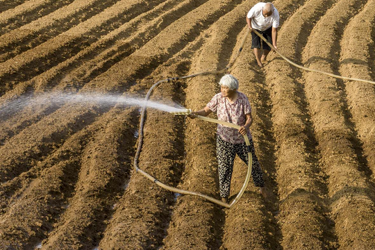 Nắng nóng đe dọa "vựa lúa của Trung Quốc"