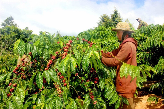 Giá cà phê hôm nay 20/6: Robusta tăng trở lại, trong nước thêm 1.000 đồng/kg