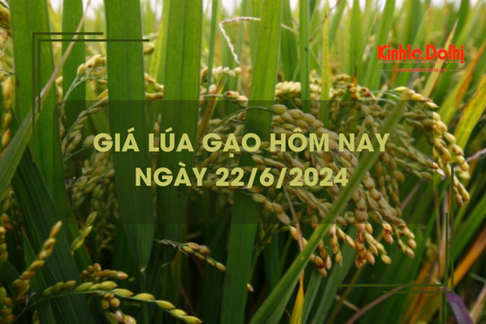 Giá lúa gạo hôm nay 22/6/2024: Giá giá gạo tăng giảm trái chiều