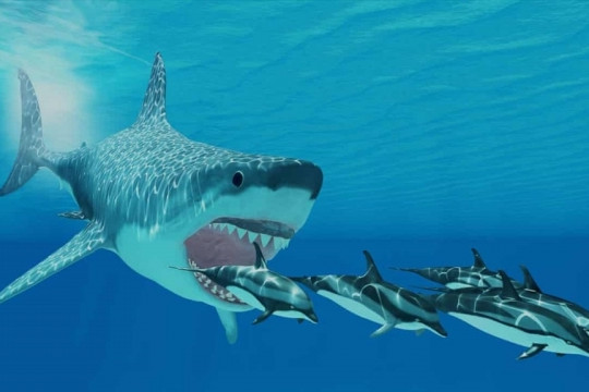 ‘Cá mập’ liên tục gia tăng tỷ trọng tại doanh nghiệp nhà ACV