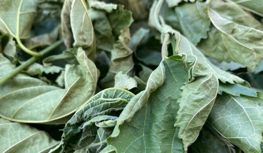 Loại lá mọc đầy ở Việt Nam là ‘khắc tinh’ của bệnh tiểu đường, giúp bảo vệ gan và tăng cường hệ miễn dịch