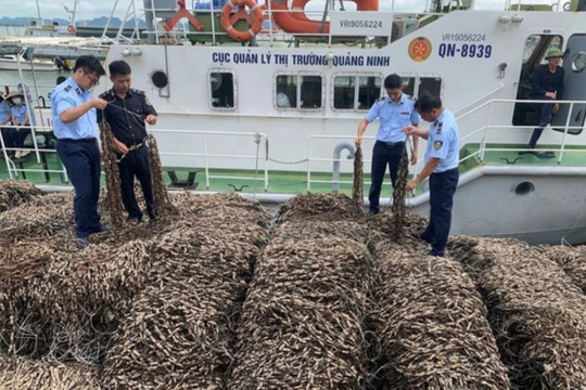 Quảng Ninh: phát hiện 63 tấn hàu giống không nguồn gốc