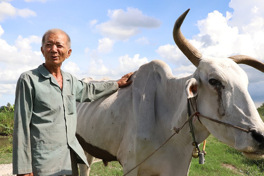 Lão nông miền Tây hơn 20 năm làm điều lạ lùng trả ơn trâu bò