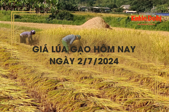 Giá lúa gạo hôm nay 2/7/2024: giá gạo giảm 100 đồng/kg