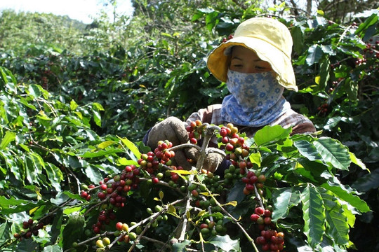 Giá cà phê hôm nay 2/7: Robusta tăng trở lại, trong nước vượt 120.000 đồng/kg