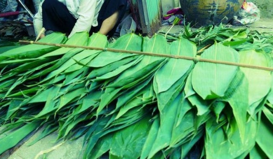 Loại lá quý xuất ngoại thu về đến 2 triệu đô ở Việt Nam