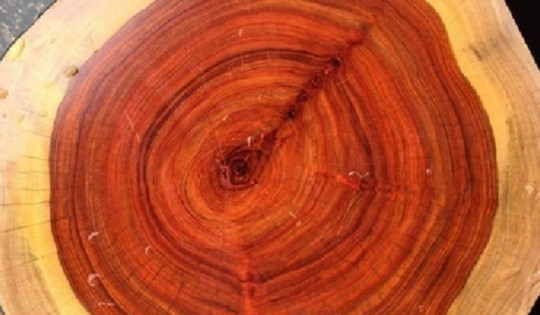 Loại gỗ 'vương mộc' đắt ngang kim cương giá lên đến 25 tỷ đồng ở Việt Nam
