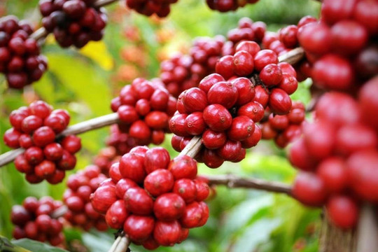 Giá cà phê hôm nay 3/7: xuất khẩu giảm mạnh đẩy Robusta tiếp tục tăng