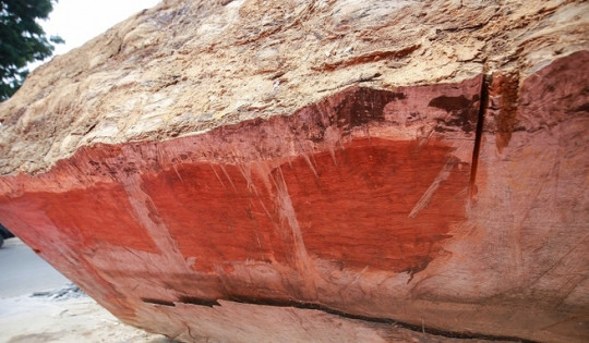 Loại gỗ quý hiếm tuổi thọ 5.000 năm được rao bán hơn 10 tỷ đồng tại Việt Nam
