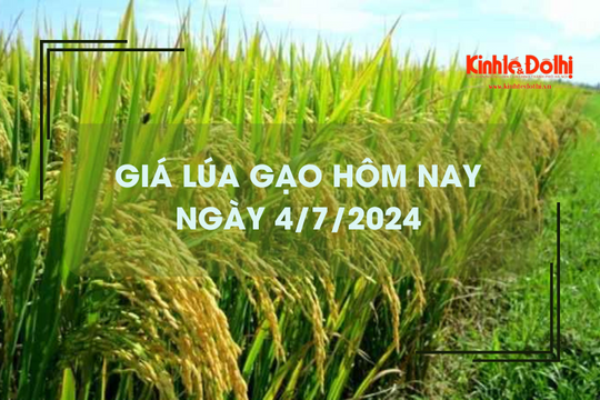 Giá lúa gạo hôm nay 4/7/2024: đồng loạt giảm nhẹ