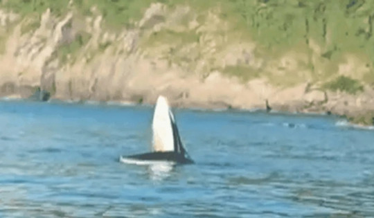 Phát hiện cá voi khổng lồ xuất hiện, há miệng săn mồi tại vùng biển Phú Yên