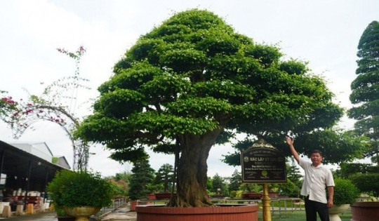 Loại cây bonsai nằm trong bộ Tứ Linh ở Việt Nam giá hơn chục tỷ đồng, ngang bằng 8 mảnh đất