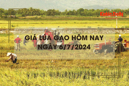 Giá lúa gạo hôm nay 6/7/2024: tăng giảm trái chiều