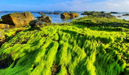 ‘Bãi biển rêu xanh’ tuyệt đẹp chỉ xuất hiện hai lần trong ngày, cách TP. Phan Rang - Tháp Chàm 10km