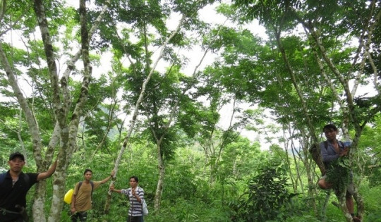 Dân tộc bí ẩn ở Việt Nam trồng loại gỗ quý giá cả trăm tỷ đồng, bị đổ gãy cũng nhất quyết không bán