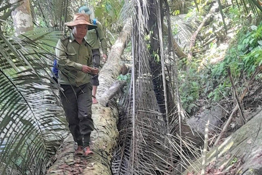 Công an điều tra, khởi tố vụ phá rừng triệt hạ hàng loạt cây gỗ quý trăm tuổi trái phép ở Quảng Nam