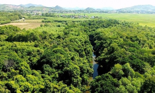 'Kho báu' gỗ quý 300 năm tuổi còn sót lại ở xóm nhỏ miền Trung, vua chúa đóng dấu 'thiết mộc' cấm buôn bán