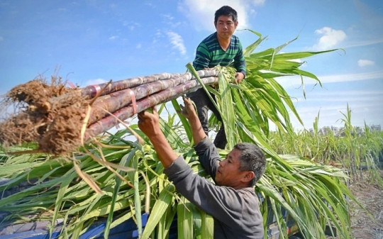 Đường Quảng Ngãi (QNS) dự kiến phát triển nhà máy Ethanol với tổng vốn đầu tư 2.000 tỷ đồng