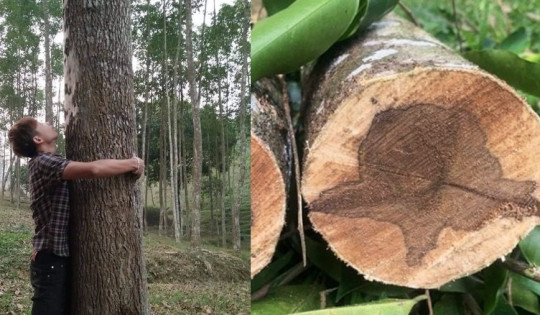 'Kỳ mộc' của Việt Nam được quốc gia láng giềng săn lùng ráo riết vì chứa thứ ‘đắt hơn vàng’, cả nước chỉ còn sót lại 8 cây