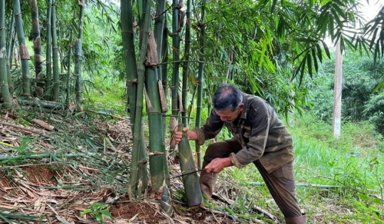 Lão nông 'phất' lên nhờ nghề lạ ở Việt Nam, 'hốt' tiền tỷ nhờ mang loại cây hiếm về trồng