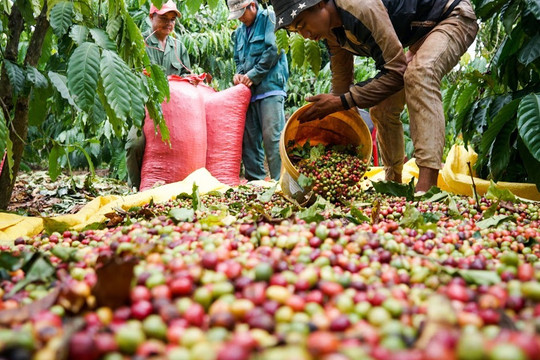 Giá cà phê hôm nay 22/7: kỳ vọng tăng trở lại trước cuộc họp của Fed