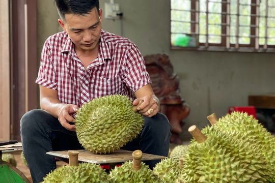 Trung Quốc làm sầu riêng nhiều năm thất bại, Việt Nam xuất khẩu thu loạt kỷ lục