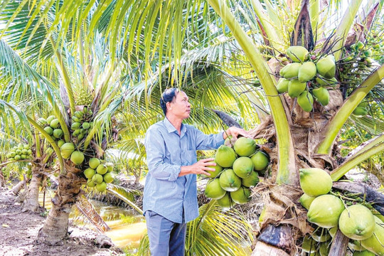 Dừa tươi Việt sắp xuất sang Trung Quốc, người Thái lo lặp lại kịch bản sầu riêng