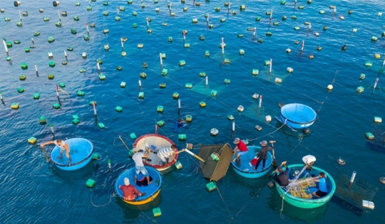 Một xã ven biển miền Trung phất lên nhờ nuôi 'vua của các loại hải sản', thu hàng trăm tỷ chỉ trong nửa năm