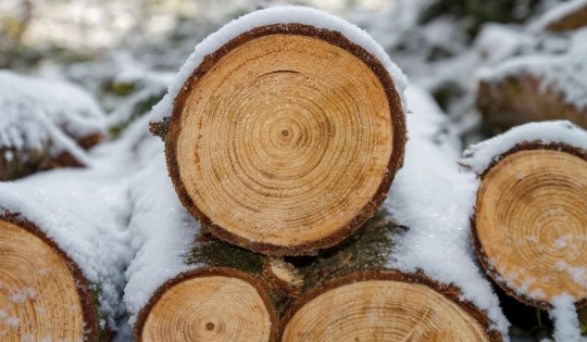Loại 'siêu gỗ' cứng ngang sợi carbon, gấp 10 lần so với gỗ thường, có thể làm áo chống đạn và thay thế nhiều vật liệu khác