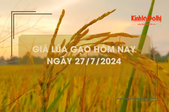 Giá lúa gạo hôm nay 27/7/2024: giá lúa tăng 100 - 300 đồng/kg
