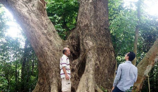 Việt Nam có cây gỗ 7 đời quý hiếm như 'khối vàng lộ thiên', 7-8 người ôm không xuể, gia chủ quyết giữ không bán vì 1 điều