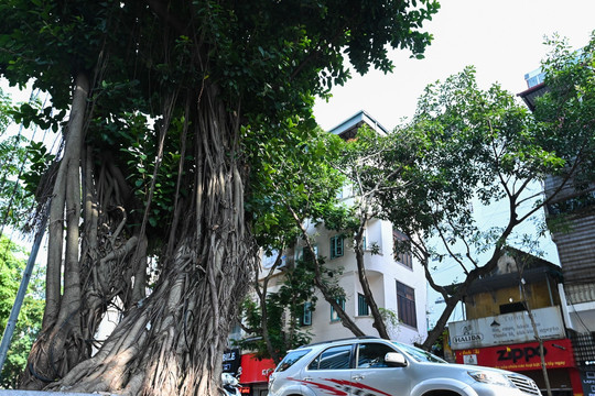 Hàng loạt cây cổ thụ nghiêng ngả, chết khô gây bất an cho người Hà Nội