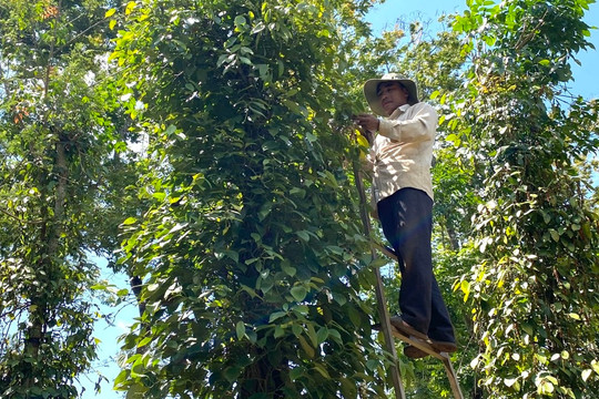 Giá tiêu hôm nay 24/8: các nước Đông Nam Á tăng, Trung Quốc-Ấn Độ giảm