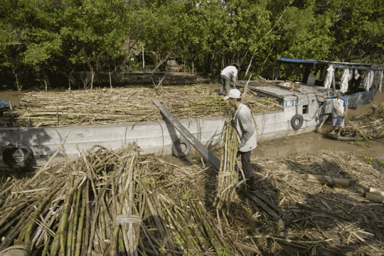 Nhà máy đường duy nhất còn lại của tỉnh Hậu Giang chính thức đóng cửa