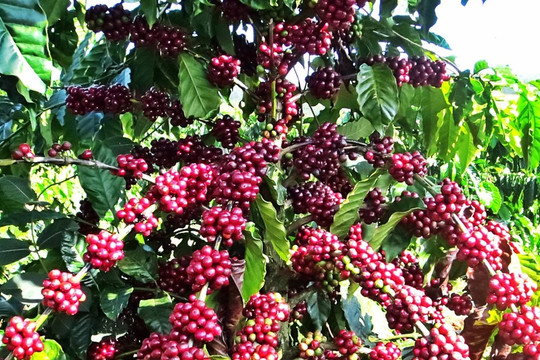 Giá cà phê hôm nay 4/9: Robusta hồi phục, thu hẹp khoảng cách với Arabica