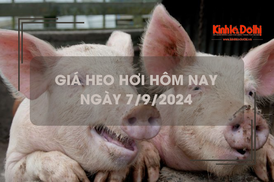 Giá heo hơi hôm nay 7/9: miền Bắc tăng rải rác 1.000 đồng/kg