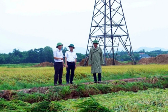 125.000ha lúa mùa miền Bắc chịu thiệt hại do siêu bão Yagi, cổ phiếu doanh nghiệp buôn gạo tăng mạnh