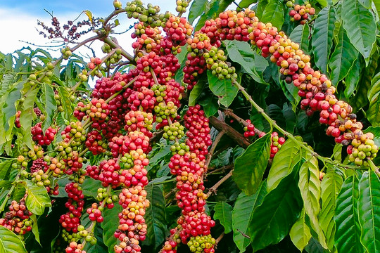 Giá cà phê hôm nay 12/9: Robusta tăng mạnh, thêm cả trăm USD, vượt 5.000 USD/tấn