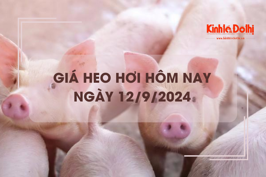 Giá heo hơi hôm nay 12/9: tăng nhẹ 1.000 đồng/kg