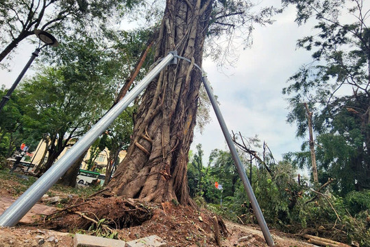 Hơn 40.000 cây gãy đổ do bão Yagi, Hà Nội dự kiến 'cứu' 3.000 cây