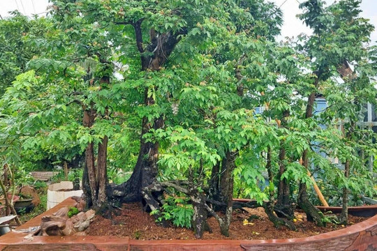 Ông lão Hậu Giang sở hữu cây khế 19 thân, khách trả bao nhiêu cũng không bán