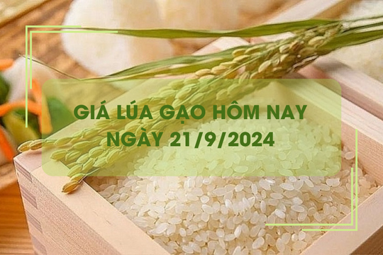 Giá lúa gạo hôm nay 21/9: giá gạo xuất khẩu tăng nhẹ