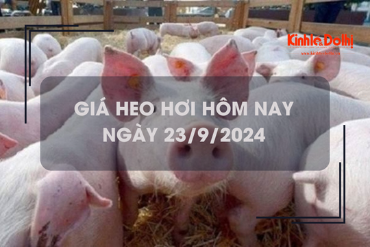 Giá heo hơi hôm nay 23/9: tăng rải rác 1.000 đồng/kg tại một số địa phương