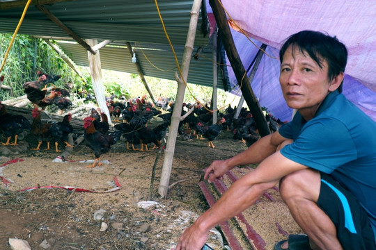 Hơn 700 ngôi nhà ngập trắng, dân mang lợn lên đê dựng lán chăn nuôi